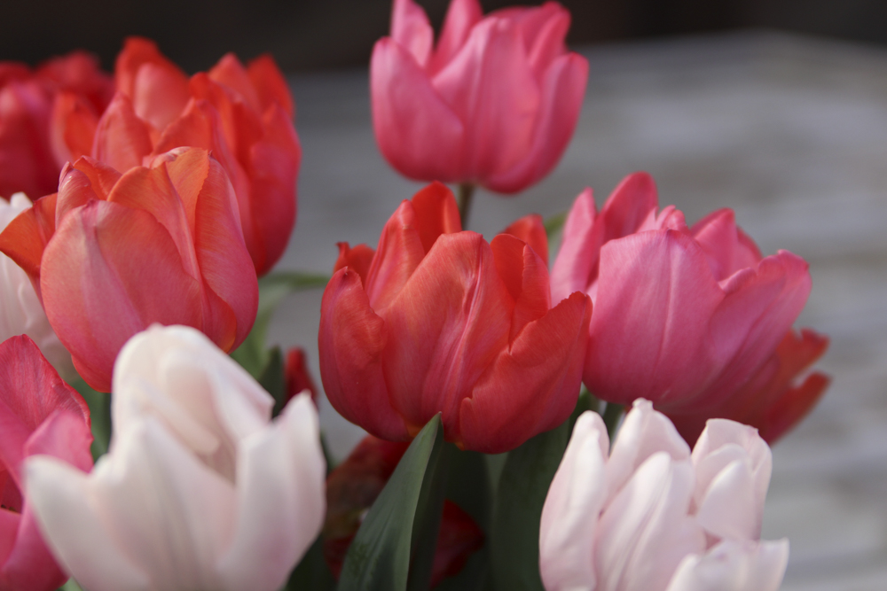 The Best Flower Shops on the Cape - CapeCod.com