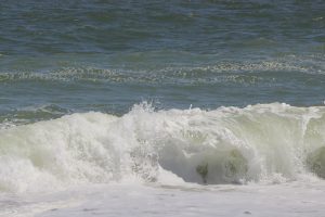KA_Outer Beach surf_seals_042516052