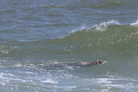 KA_5 things chatham_Outer Beach_seals_042516056