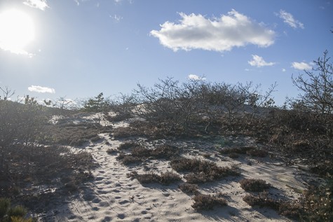 KA_Province lands dune hike_Ptown_Provincetown_dunes_winter_sunny_011216 _111