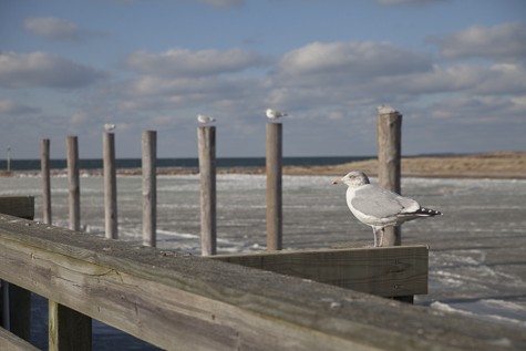 KA_Rock Harbor Seagulls_Winter_Sun_Ice_011416_009