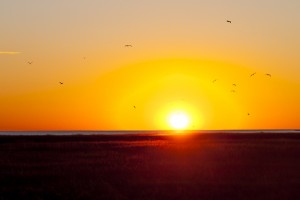 KA_Wellfleet_ Birds Lt Lieutenant Island Sunset Marsh_35_111615