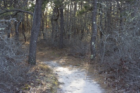 KA_Wellfleet_white cedar swamp moss trail_winter_sunny_022516_003
