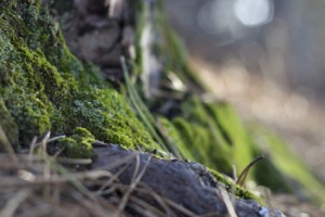 KA_Wellfleet_white cedar swamp moss trail_winter_sunny_022516_005