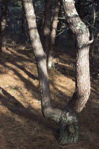 KA_Wellfleet_white cedar swamp moss trail_winter_sunny_022516_011