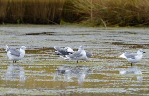 COURTESY OF STEVE BROKER Laughing Gulls in Wellfleet's Herring River.