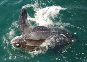 COURTESY OF SEATURTLESIGHTINGS.ORG A leatherback sea turtle.