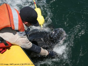 CCS image under NOAA/NMFS Permit # 50 CFR 222-310.  The Marine Animal Entanglement Response team from the Center for Coastal Studies in Provincetown work to free a leatherback turtle from fishing gear.