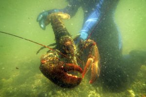 FILE - In this July 2007, file photo, a scientist holds a lobster underwater on Friendship Long Island, Maine. Reports from Sweden say American lobsters have appeared in their waters, threatening native stocks, and some are calling for a ban on imports. (AP Photo/Robert F. Bukaty, File)