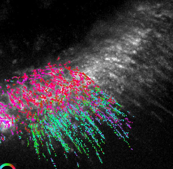 Due to the resolution limit of light microscopes, actin filament orientation in cells was previously accessible only with electron microscopes, but can now be imaged in live cells. Above, color-coded actin filament orientation is overlaid on an image of fluorescence intensity. The orientation corresponds to the color wheel at bottom left. The image was computed from these movies. Credit: Shalin Mehta and Tomomi Tani