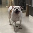 Will You Help Us Find a Home for Lexus?