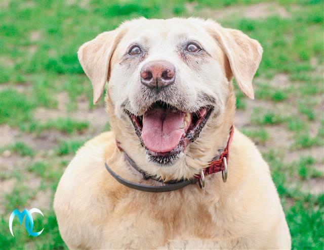 labrador looking for a new home