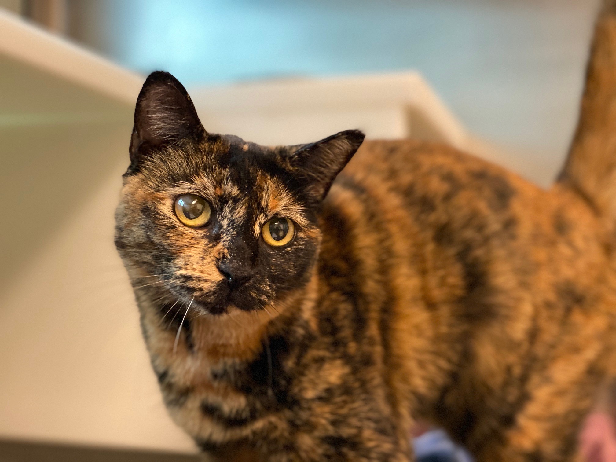 Will You Help Ginger Find a Home Here on the Cape?