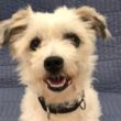 Will You Help Us Find a Home for Jordan?