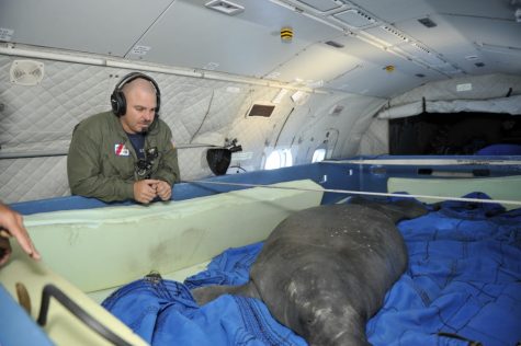 U.S. Coast Guard Petty Officer 1st Class Jay Law checks the manatees condition in the HC-144 Ocean Sentry cargo area , Tuesday, Oct. 18, 2016. The air crew from Air Station Cape Cod arrived at Groton-New London airport in Connecticut to transport the manatee to SeaWorld before being released to her natural Florida habitat. (U.S. Coast Guard photo by Petty Officer 3rd Class Nicole J Groll)