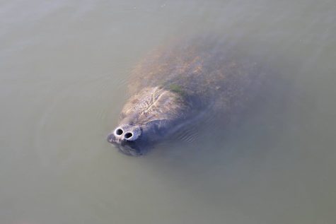 PHOTO COURTESY: Photo taken of manatee in Saquatucket Harbor in Harwich Port as posted on former Harwich Harbormaster Tom Leach's Facebook page