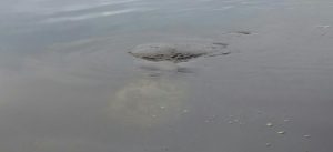 PHOTO COURTESY: Joseph Doyle III. Photo of manatee swimming in Harwich earlier this month