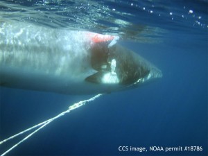 Minke Whale