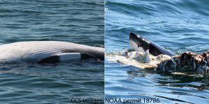 Minke whale carcass, white shark predation. CCS image, NOAA permit #18786