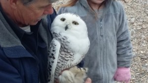 A Snowy Owl rescued at Logan Airport, is shown before being released at Sandy Neck Beach