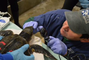 What You Need To Know About The Sea Turtles of Cape Cod