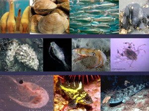 COURTESY OF THE NOAA OCEAN ACIDIFICATION PROGRAM The damage caused by increasing ocean acidification is predicted to be widespread in marine ecosystems.