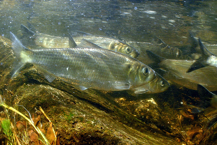 NOAA Inviting Citizens to Virtually Count Migrating Herring