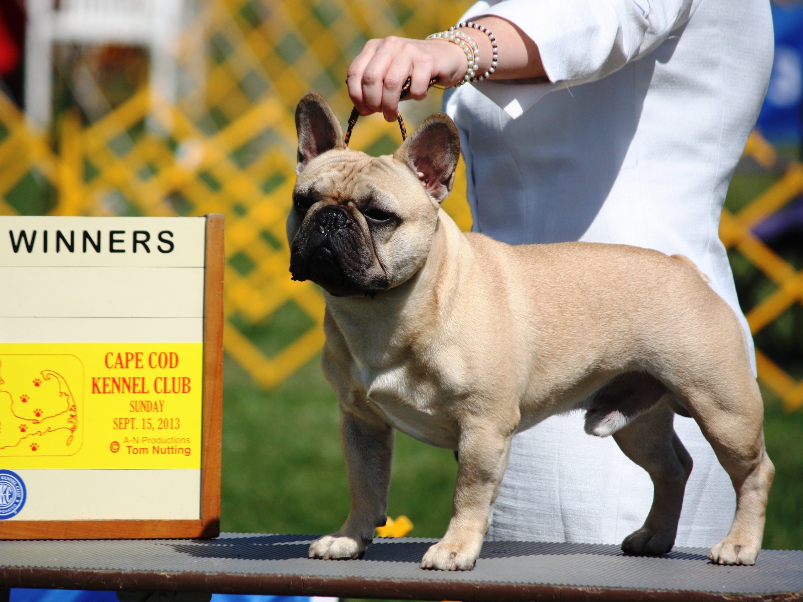 Cranberry Cluster Dog Shows Set for September