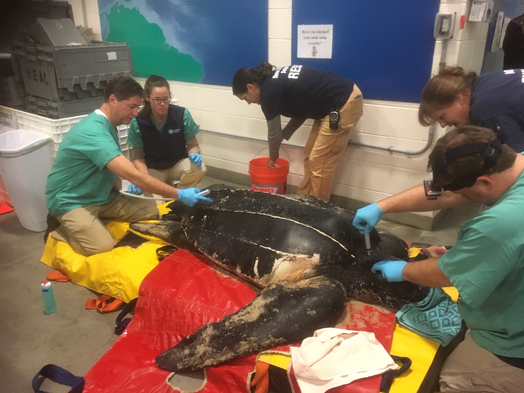 Scientists Determine Sea Turtle Dies from Multiple Man-made Causes
