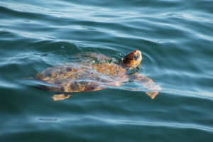 Loggerhead