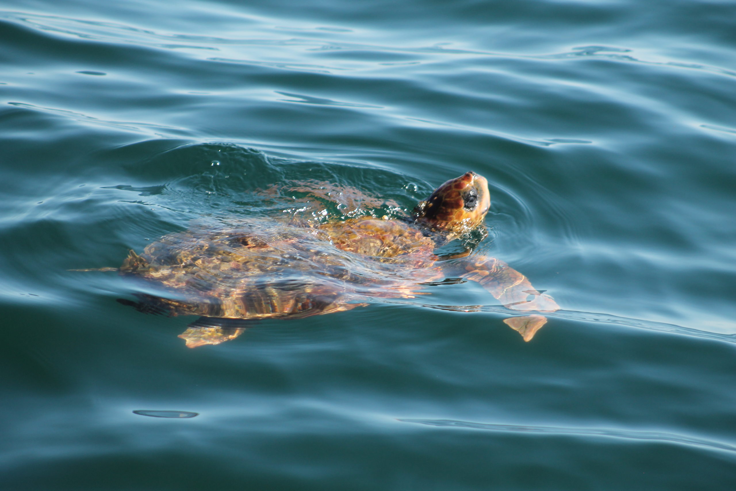 Ten Rescued Sea Turtles Released off Cape Cod