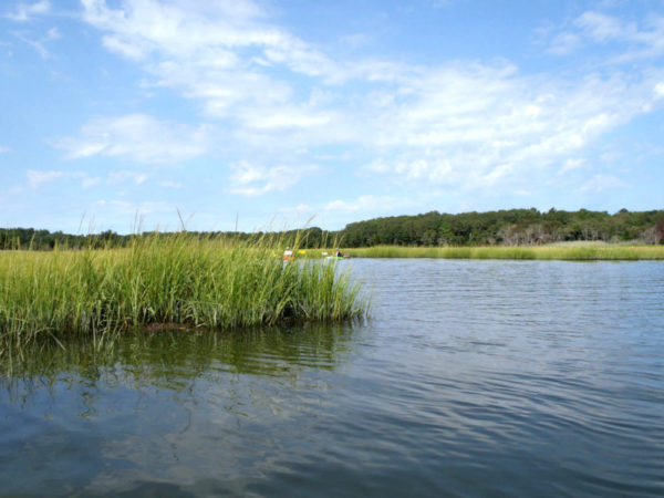 50 Acres of Salt Marshes Now In Protection on Onset’s Shell Point Bay