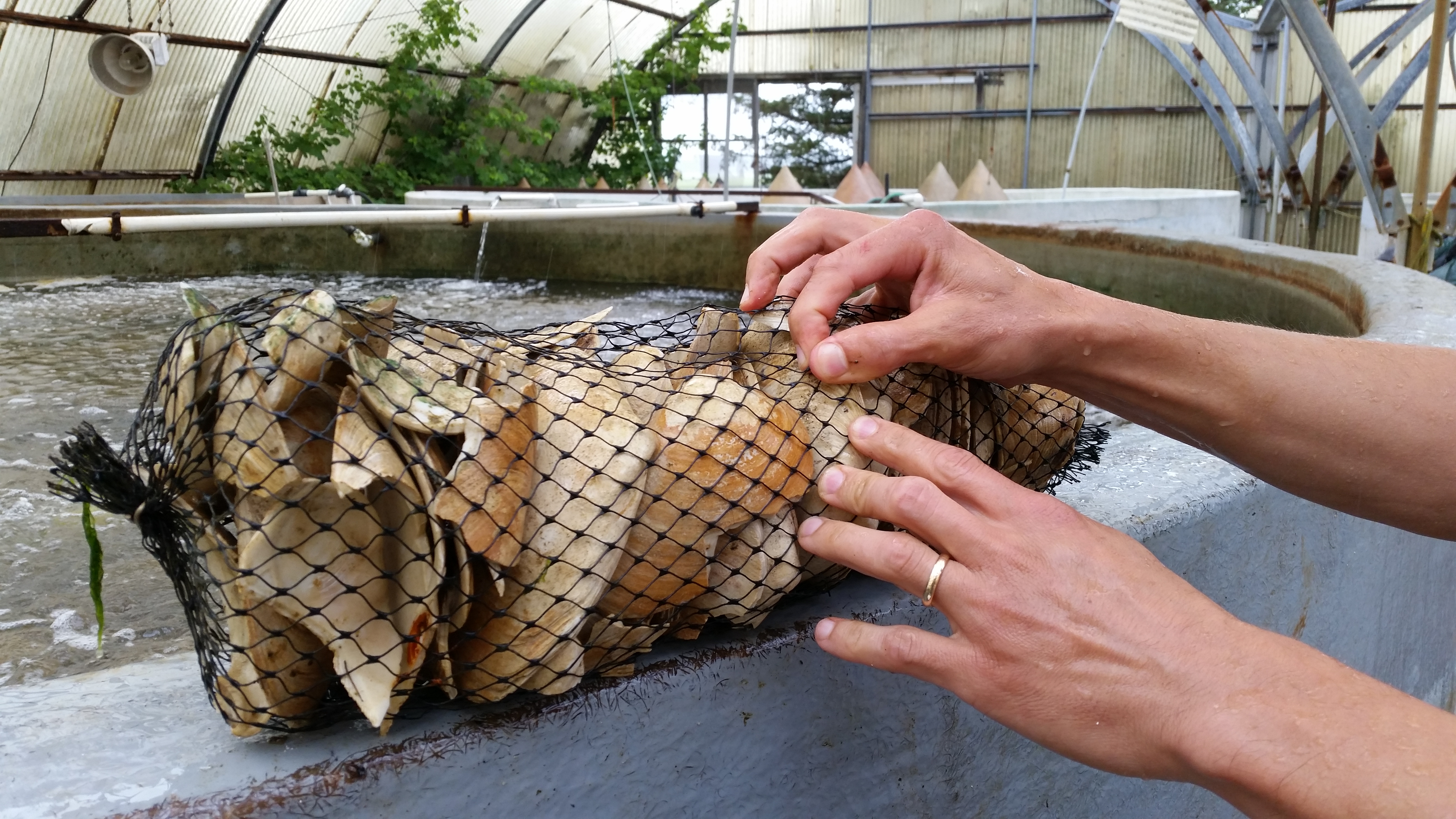 Cape Cod Communities Gather Oyster Seed Grown in Dennis