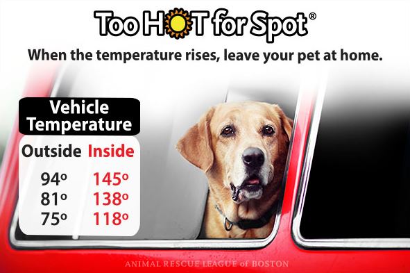 Animal Rescue League Reminding People Not To Leave Animals in Hot Cars -  