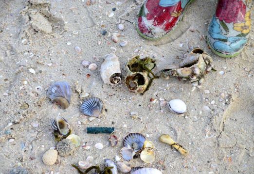 One Dozen Provincetown Cape Cod Naturally Collected Scallop Seashells 