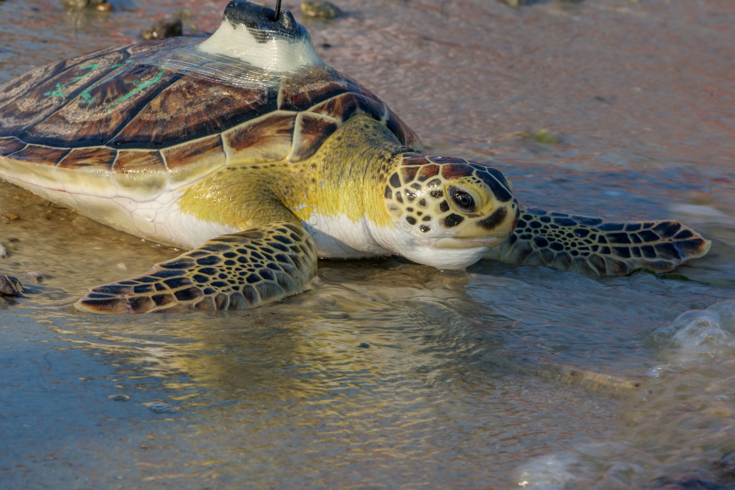 More Rehabilitated Sea Turtles Released Into Cape Cod Waters
