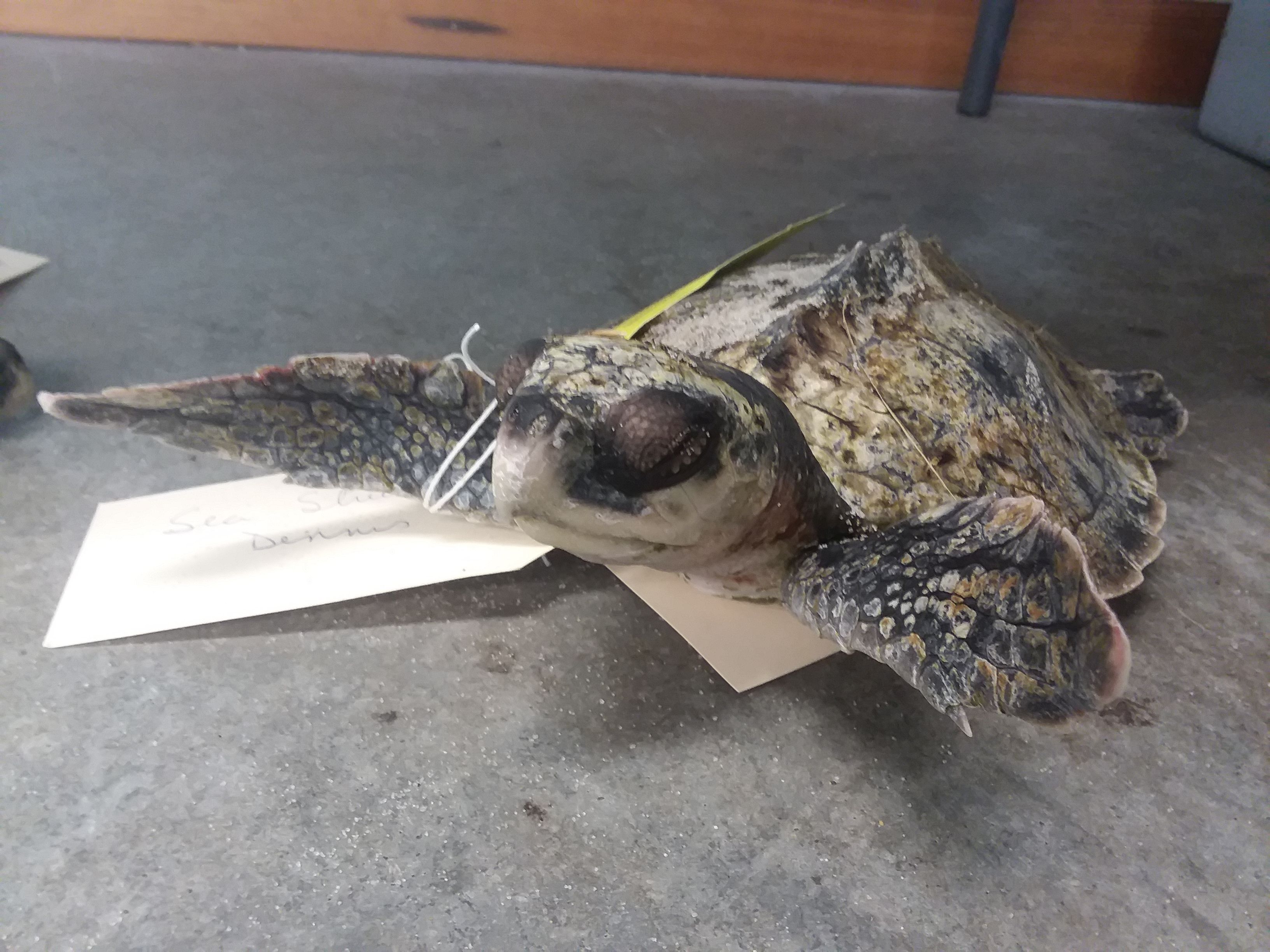 Turtle Strandings Explode on Cape Cod from Thanksgiving Freeze