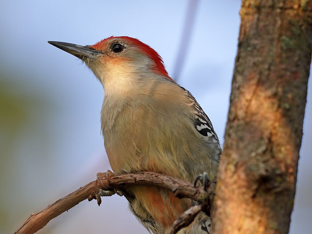Wellfleet Lecture to Focus on Woodpeckers