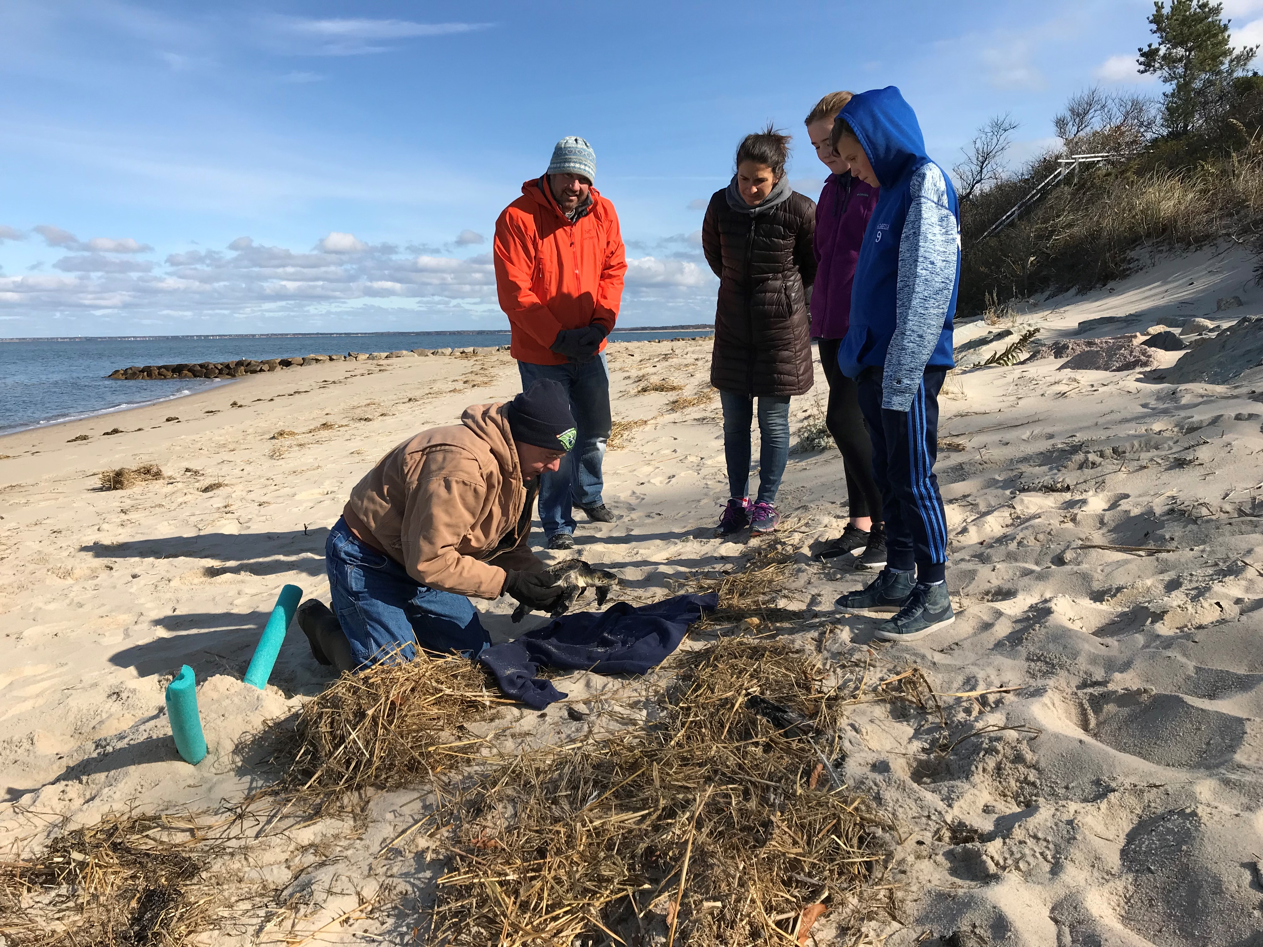 Stranded Turtles Being Used For Research - CapeCod.com News
