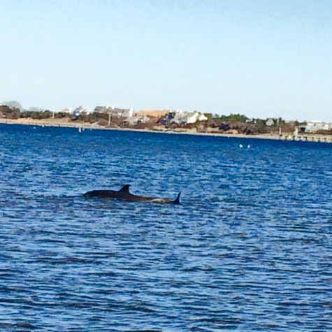 Nantucket Dolphin