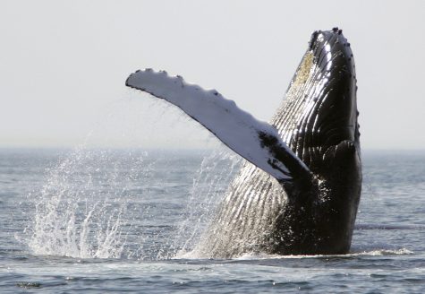 A humpback whale breaches on Stellwagen Bank about 25 miles east of Boston, Monday, Aug. 22, 2005. The area around Stellwagen Bank is designated as a national marine sanctuary. (AP Photo/Michael Dwyer)