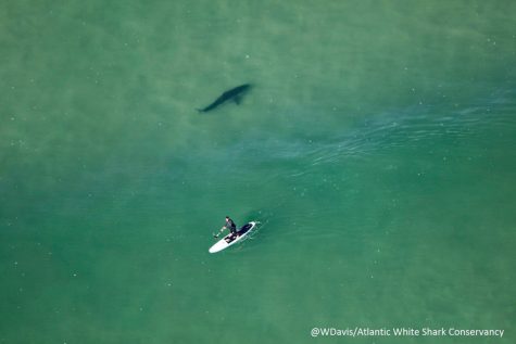 PHOTO COURTESY: Atlantic White Shark Conservancy