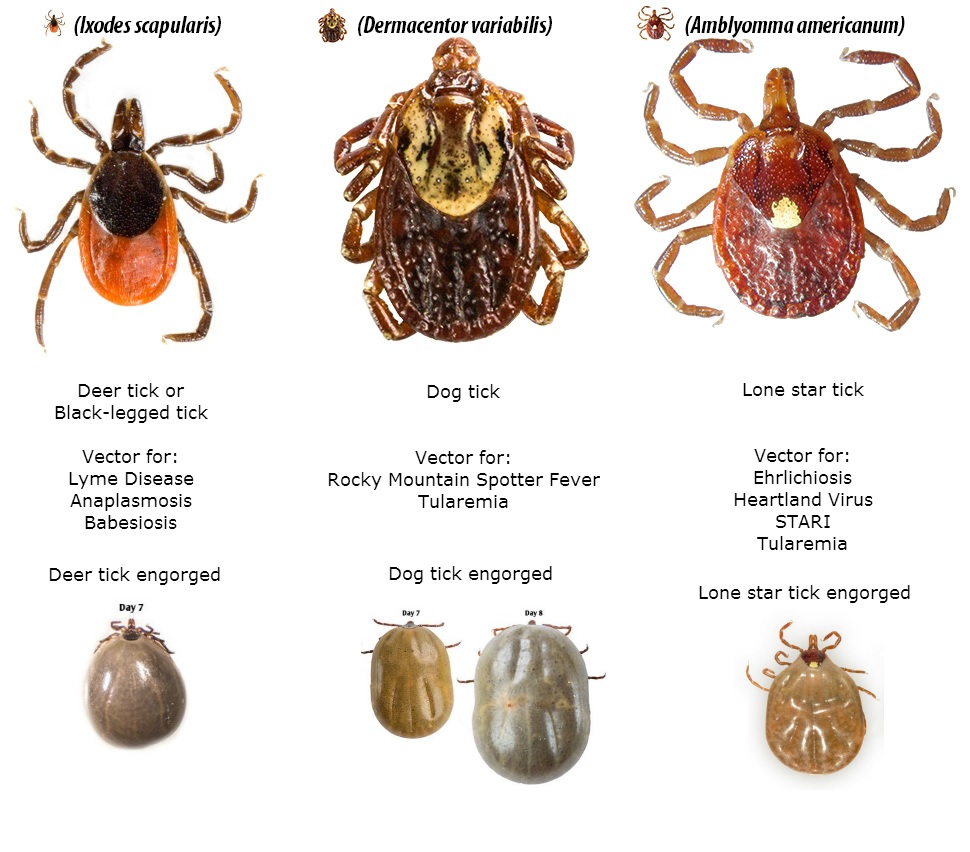 Understand Ticks & Mosquitos on Cape Cod