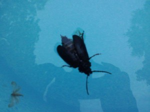 Pool bug