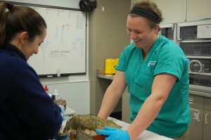 Volunteers hold turtles  while rescuers examine turtles, deliver fluids and medicines and draw blood for testing. 