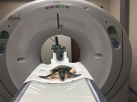 COURTESY OF THE NEW ENGLAND AQUARIUM: Rescued green sea turtle about to enter CT scanner at Massachusetts Veterinary Referral Hospital in Woburn.