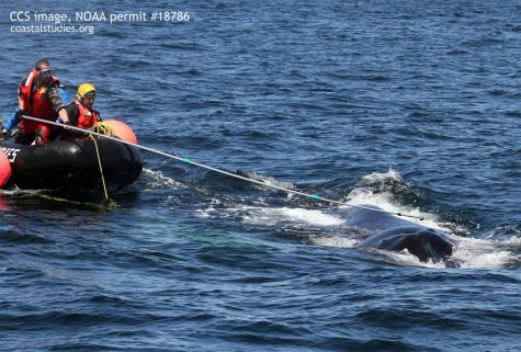 MAER crew use a hooked knife to cut entanglement from humpback whale Foggy. CCS image taken under NOAA permit #18786.