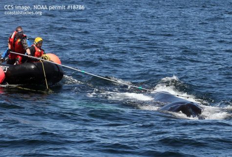 MAER crew use a hooked knife to cut entanglement from humpback whale Foggy. CCS image taken under NOAA permit #18786.