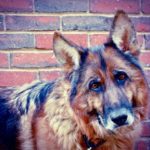 Waggin’ Wednesday: Rinda Is A Big Girl With A Heart Of Gold