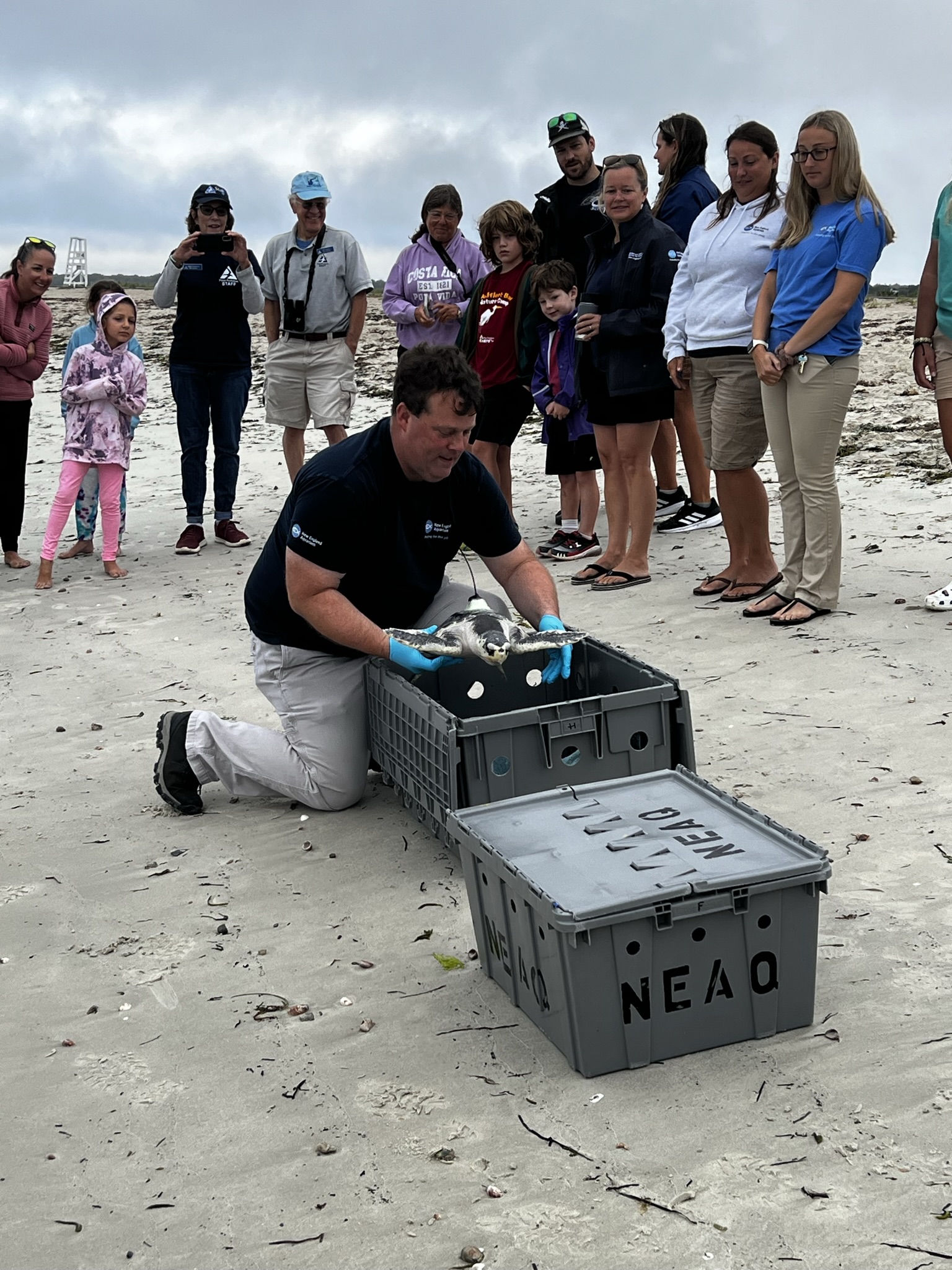 PHOTOS & VIDEO: Two Critically Endangered Sea Turtles Released Off Cape Cod